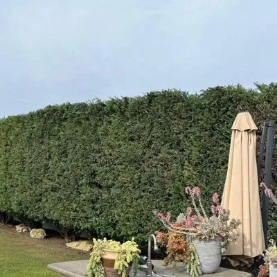 Contreras Landscaping Logo