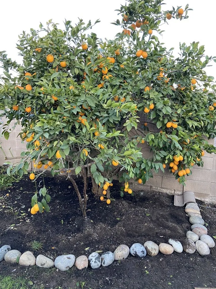 Expert landscape installation for beautiful yards in Manteca, CA by Contreras Landscaping