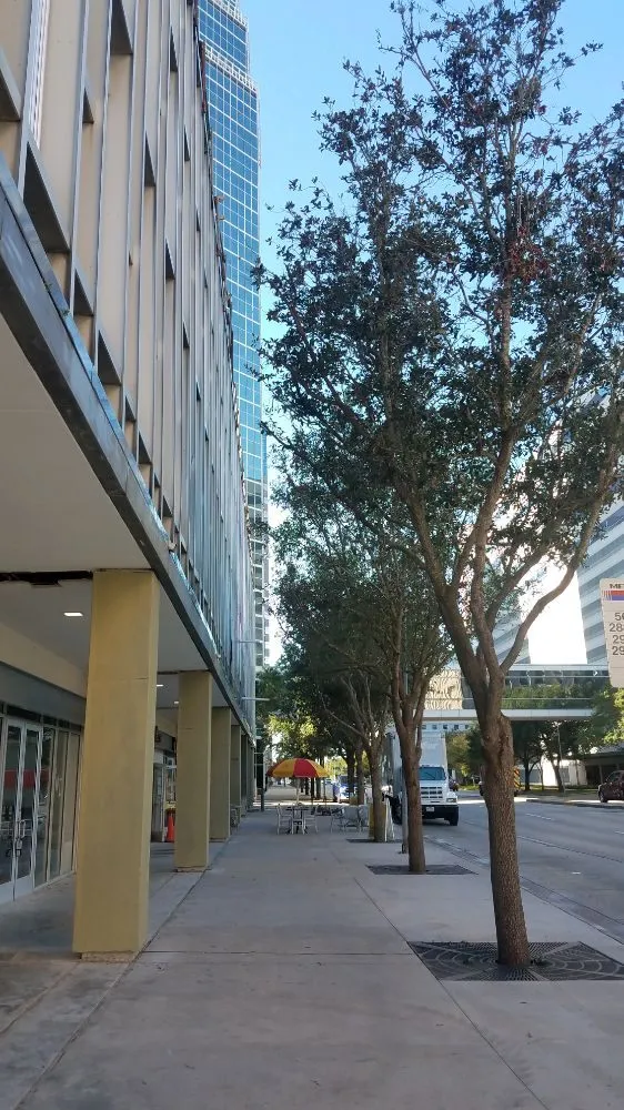 Professional lawn care service in Houston, TX by Contreras Lawn & Landscape