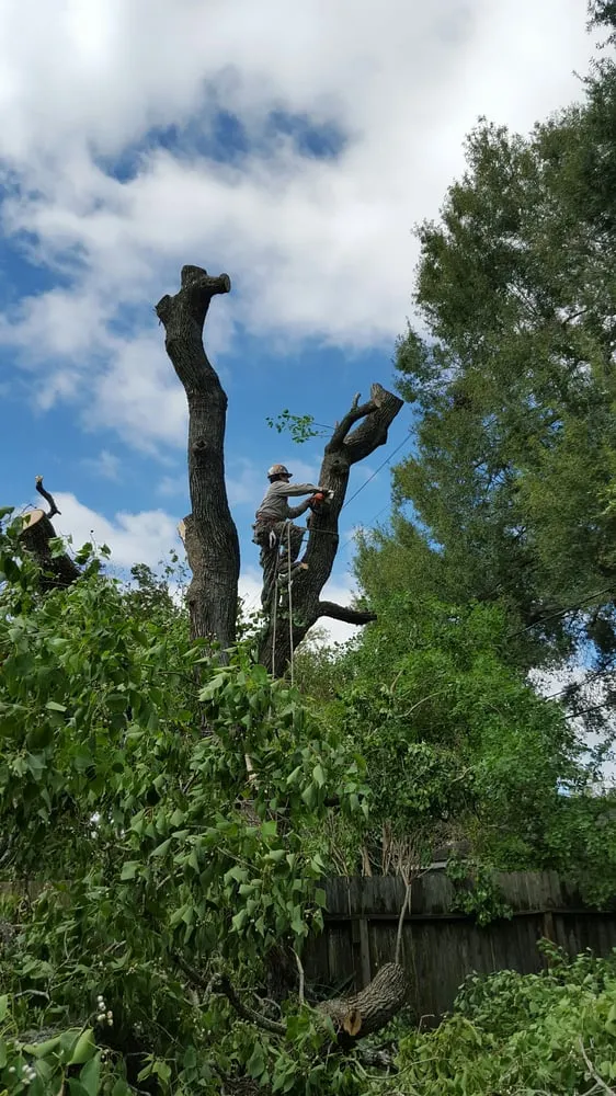 Custom lawn care service experts serving Houston, TX - Contreras Lawn & Landscape