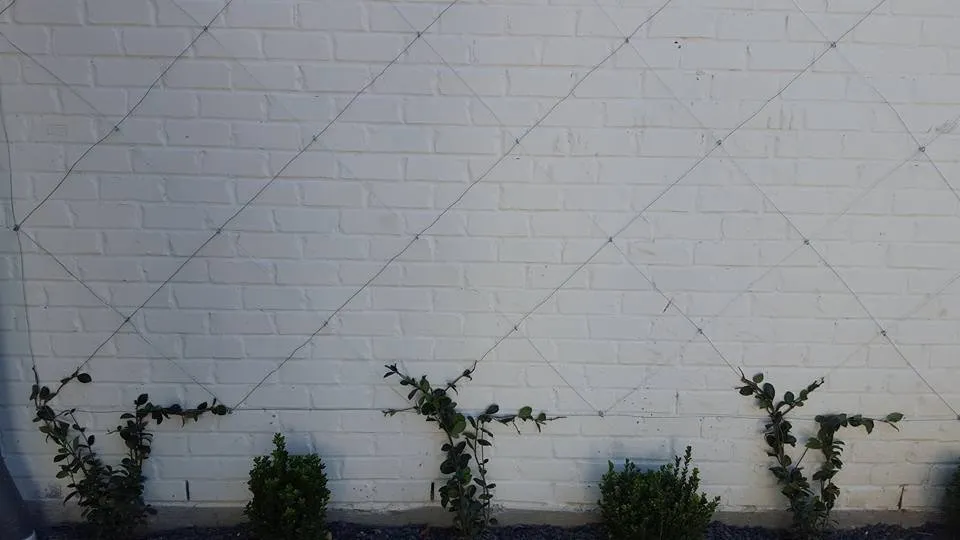 Trusted yard maintenance in Houston, TX by Contreras Lawn & Landscape