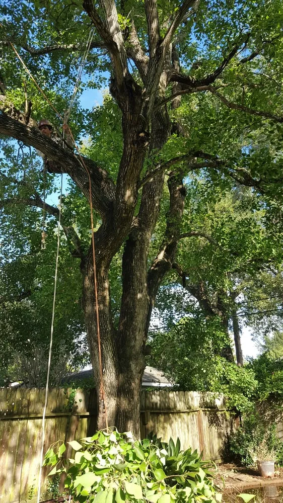 Top-rated yard maintenance near you in Houston, TX by Contreras Lawn & Landscape