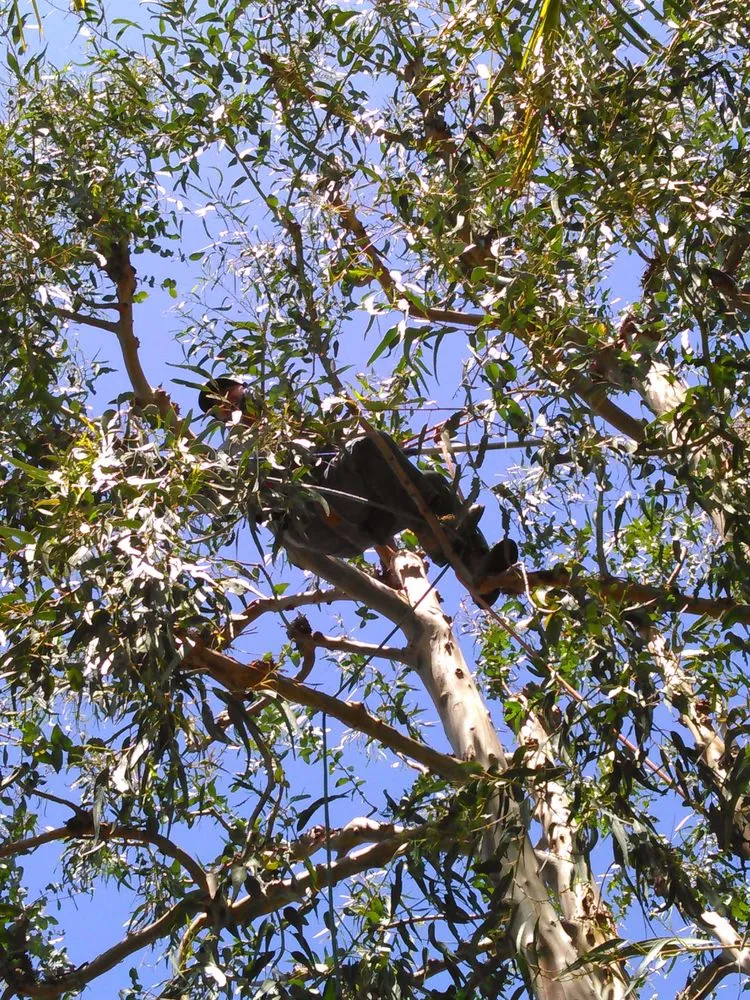 Affordable lawn mowing service in Fresno, CA - Contreras Lawn Care