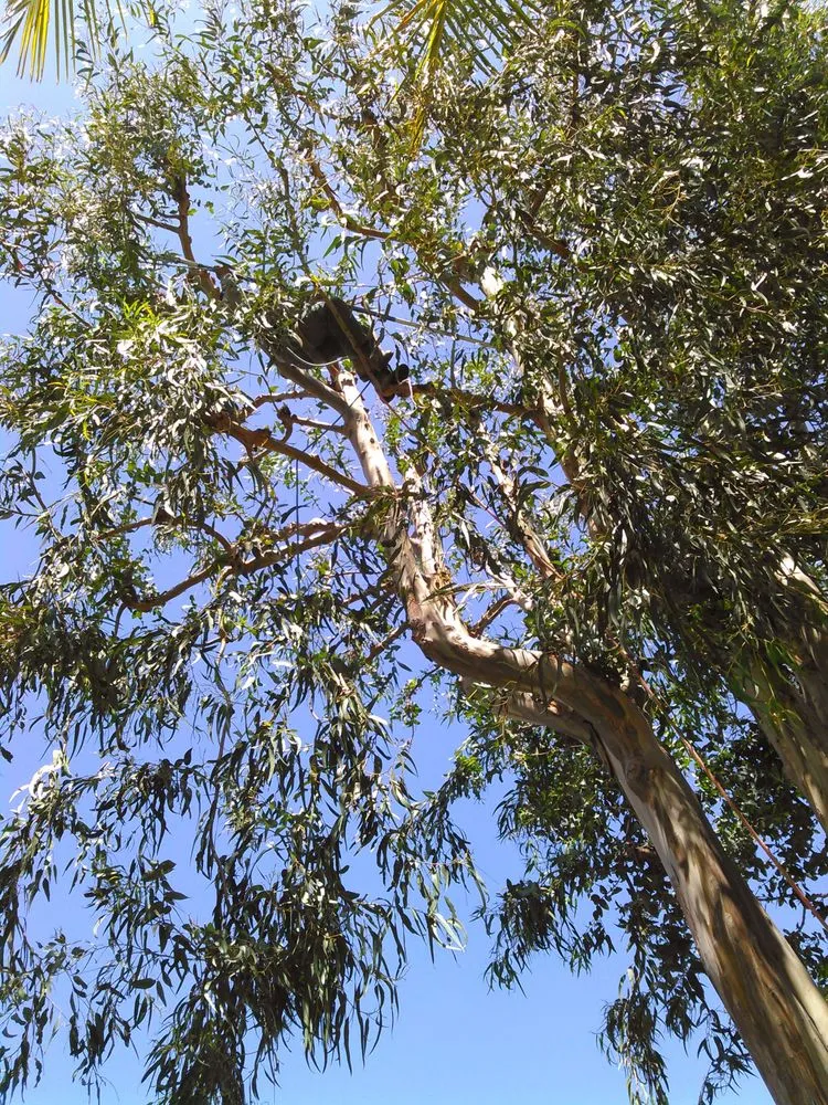 Top-rated landscaping services in Fresno, CA - Contreras Lawn Care