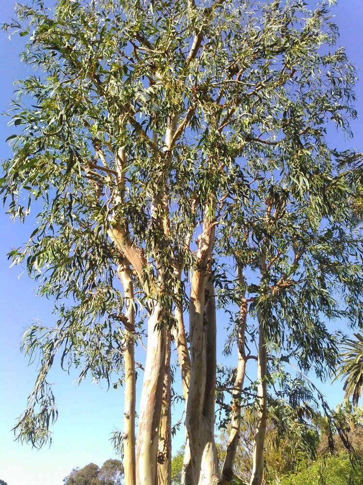 Local garden landscaping near you across Fresno, CA - Contreras Lawn Care