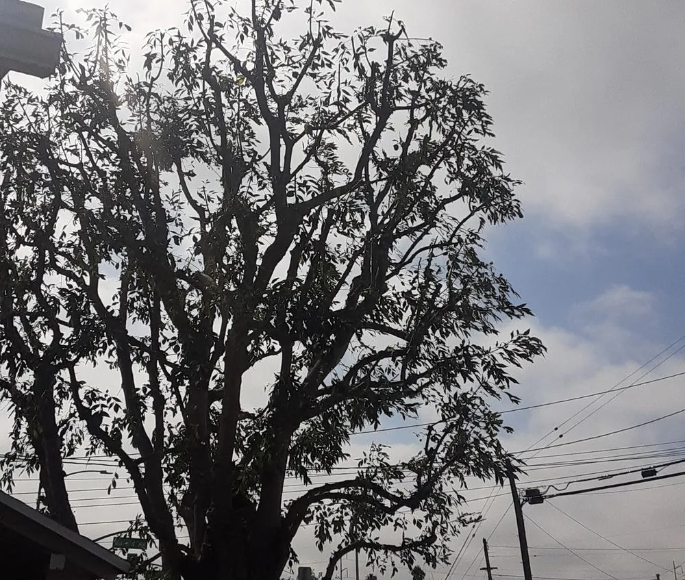 Top-rated lawn care service experts serving Fresno, CA - Contreras Lawn Care