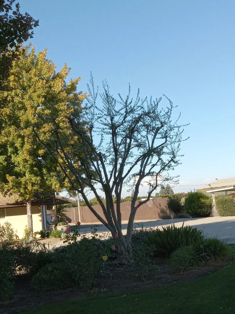 Trusted lawn mowing service in Fresno, CA - Contreras Lawn Care