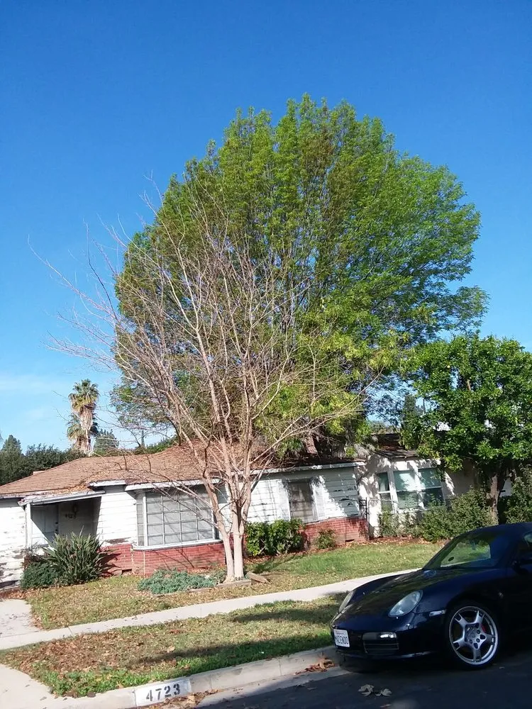 Custom lawn care service in Fresno, CA - Contreras Lawn Care