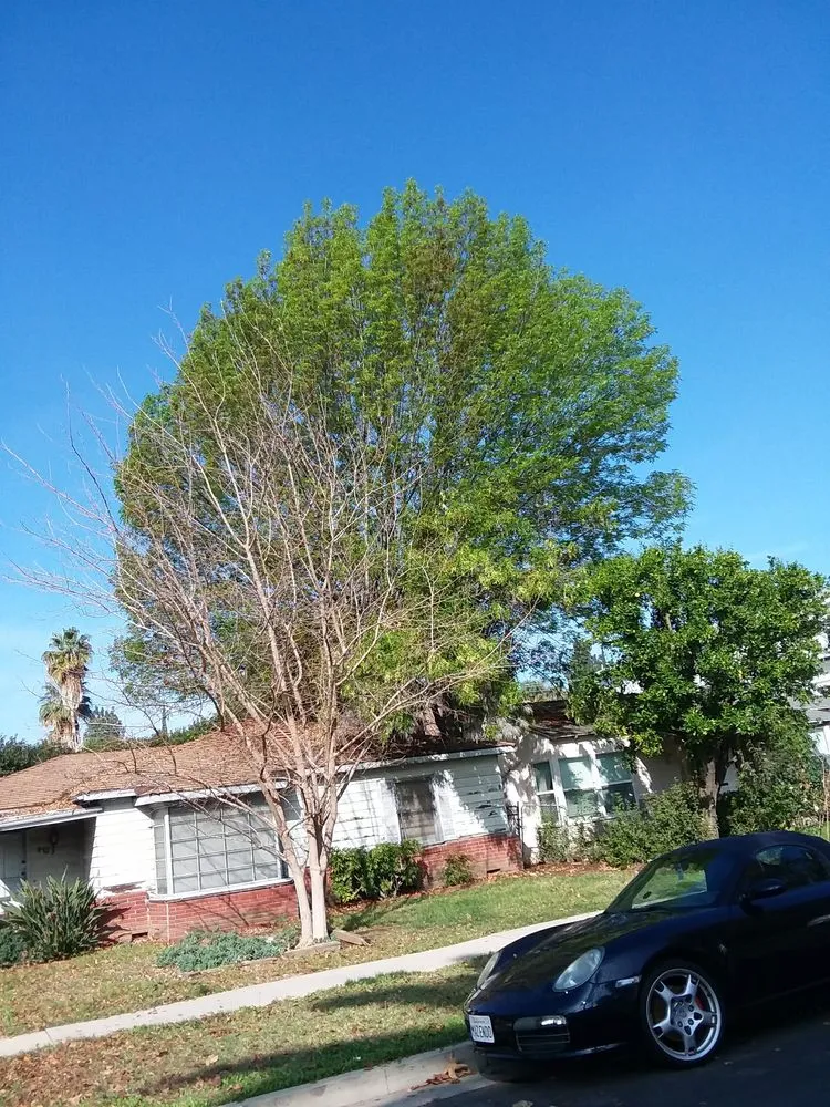 Expert garden landscaping with custom design in Fresno, CA by Contreras Lawn Care