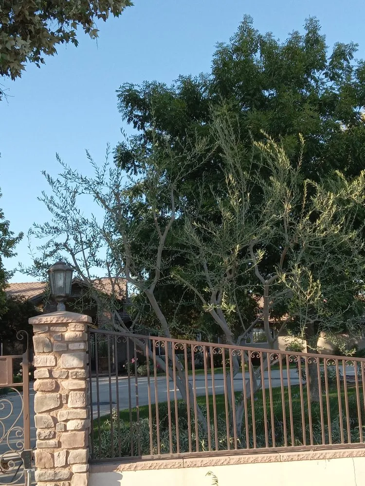 Reliable lawn mowing service in Fresno, CA by Contreras Lawn Care