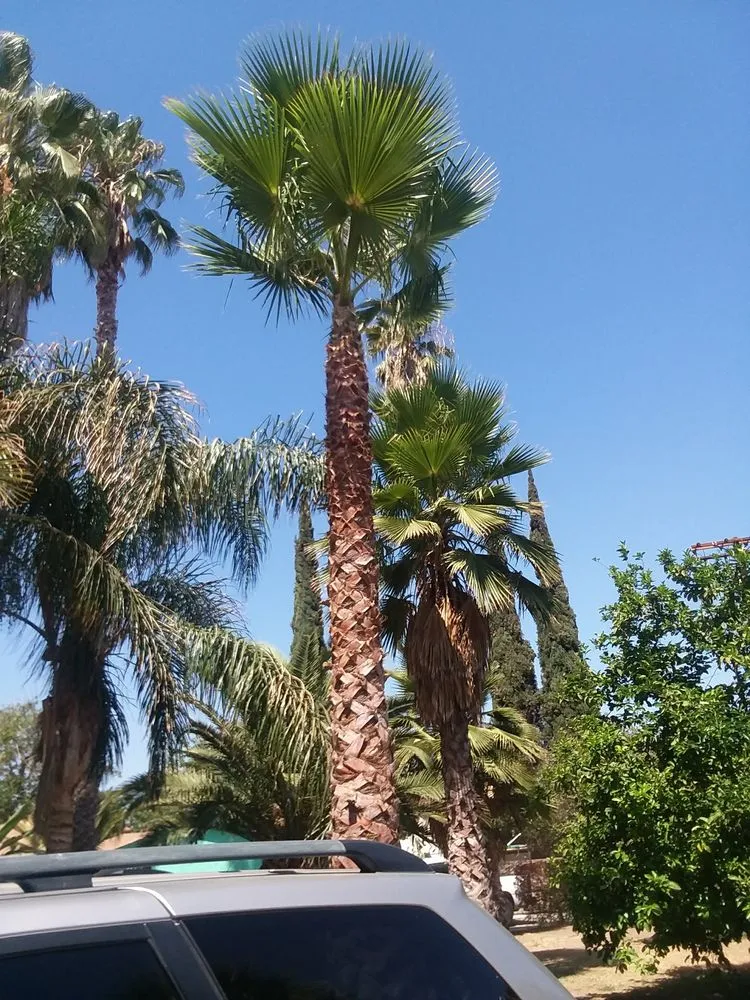 Local residential landscaping for year-round maintenance in Fresno, CA by Contreras Lawn Care