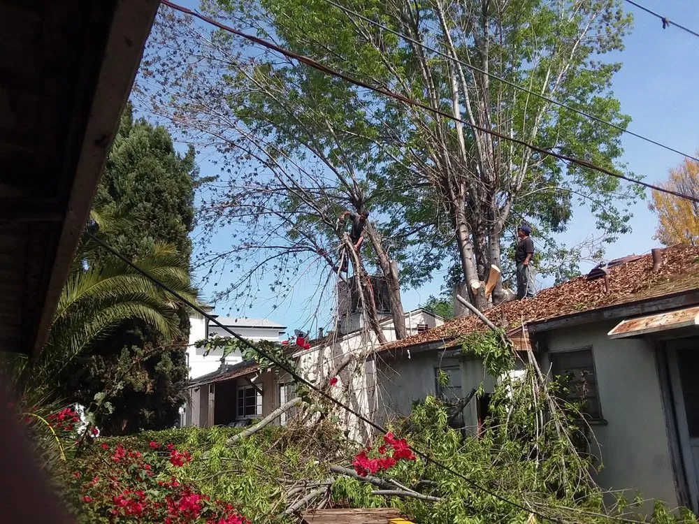 Trusted landscape installation in Fresno, CA - Contreras Lawn Care