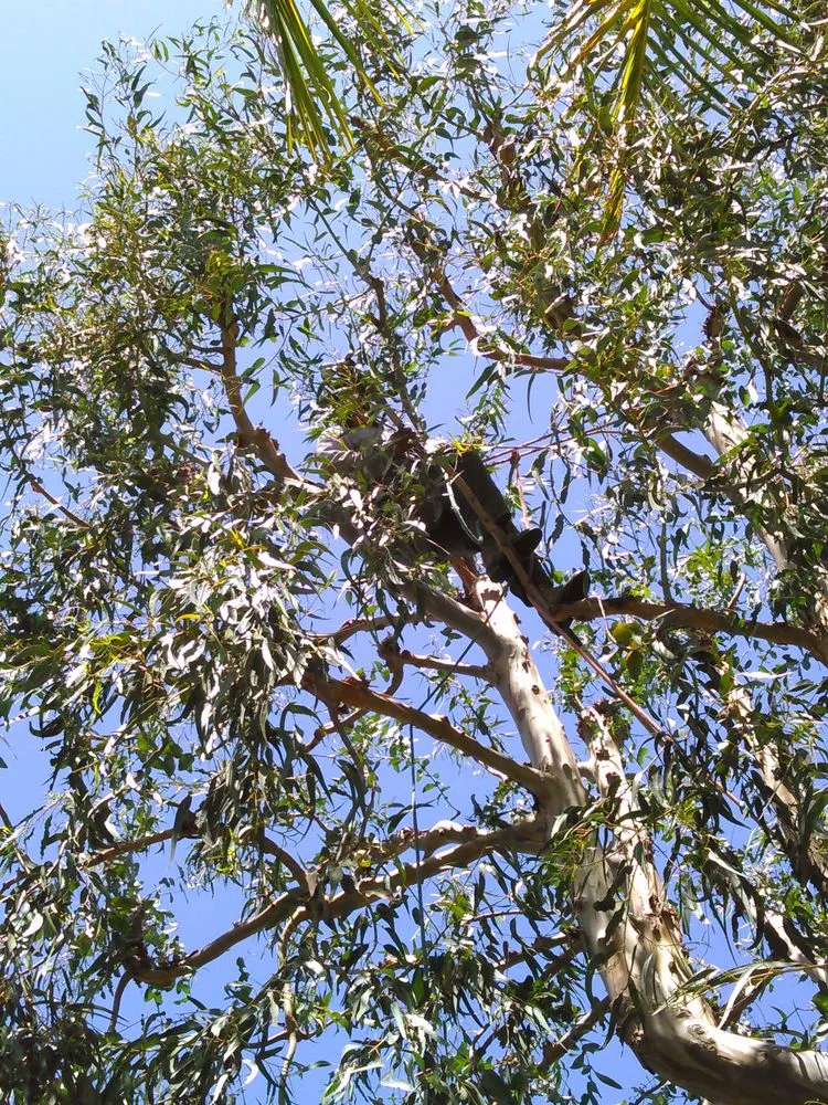 Local yard maintenance experts serving Fresno, CA - Contreras Lawn Care