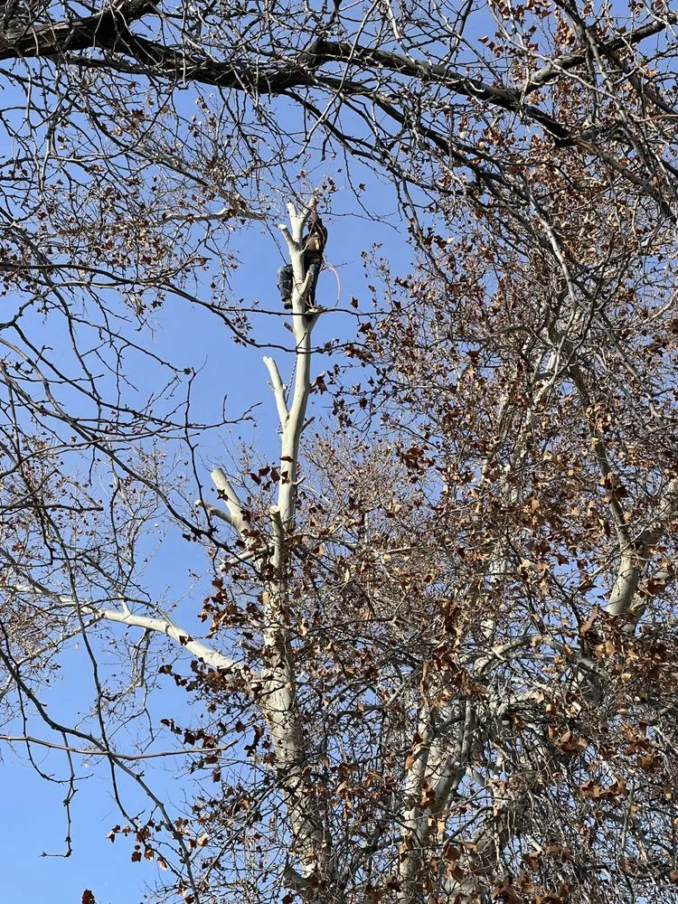 Local yard maintenance for outdoor upgrades across Pasco, WA - Contreras Tree Landscaping