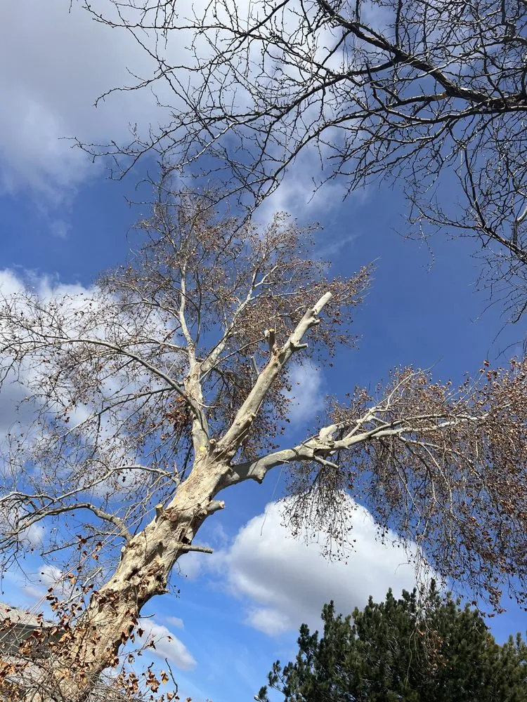 Professional landscape design in Pasco, WA - Contreras Tree Landscaping