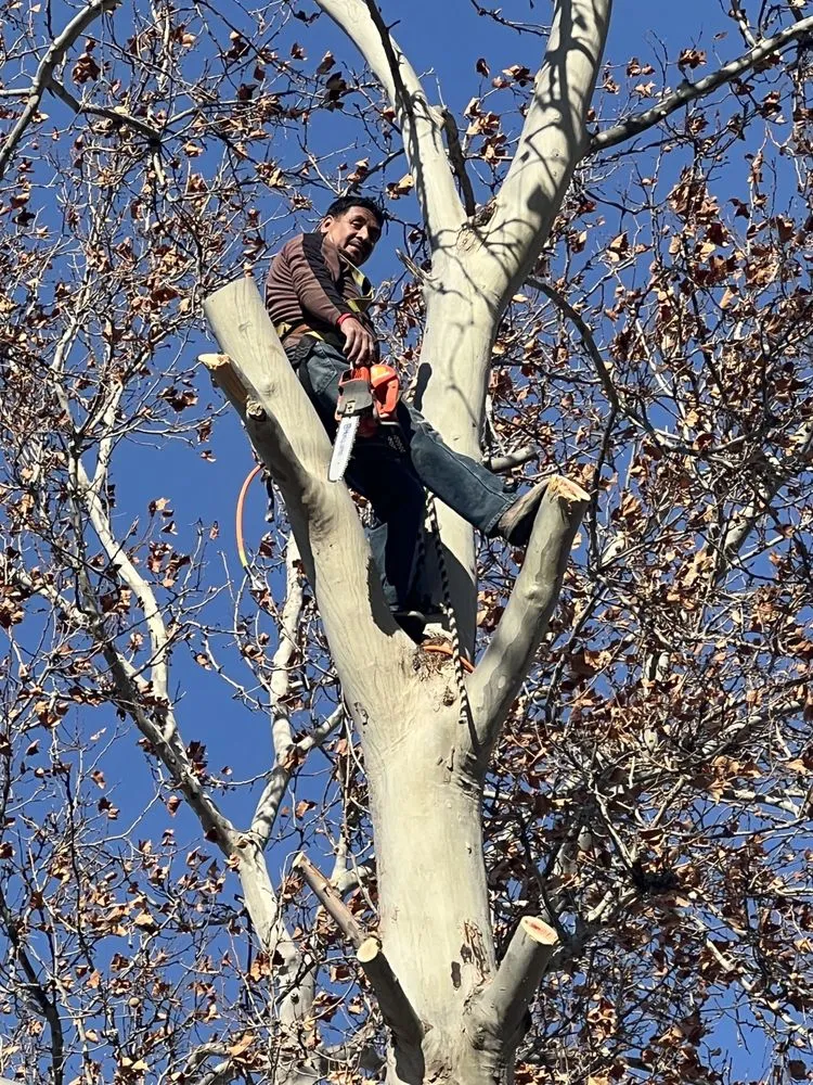 Expert landscape installation in Pasco, WA by Contreras Tree Landscaping