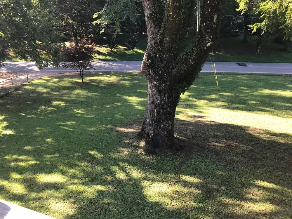 Professional yard cleanup service for beautiful yards in Chelsea, AL by Conway Lawn Services