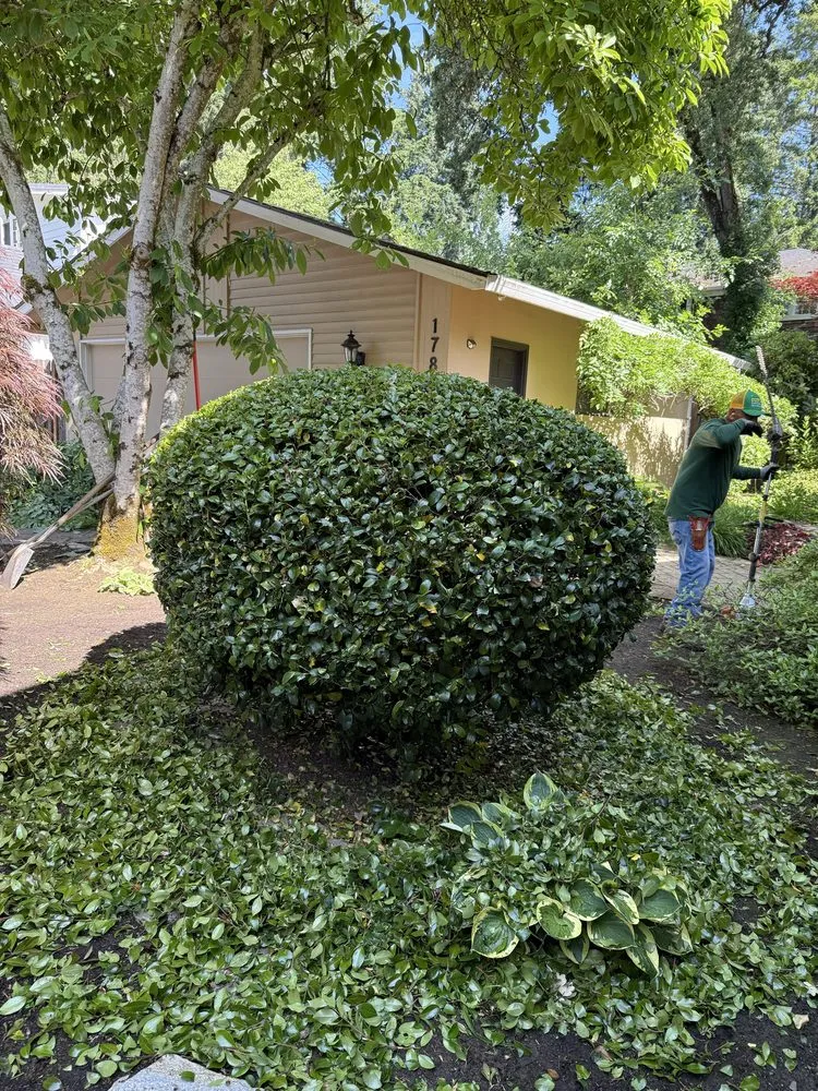 Local lawn care service near you across Aurora, OR - Cony's Landscape Maintenance