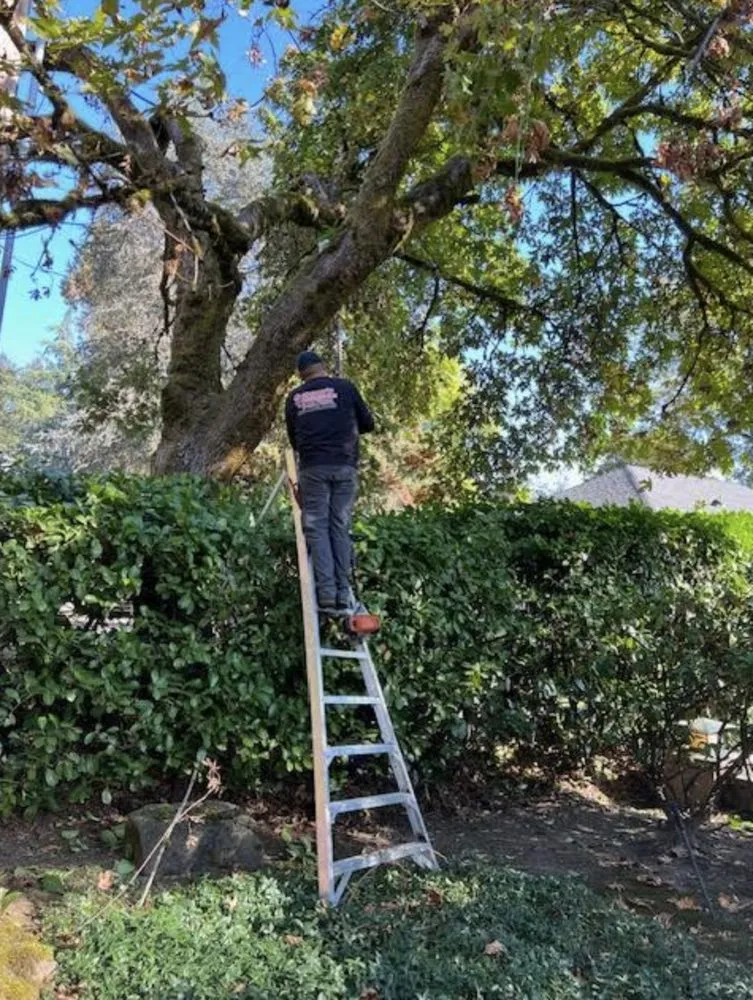 Local landscape installation experts serving Aurora, OR - Cony's Landscape Maintenance