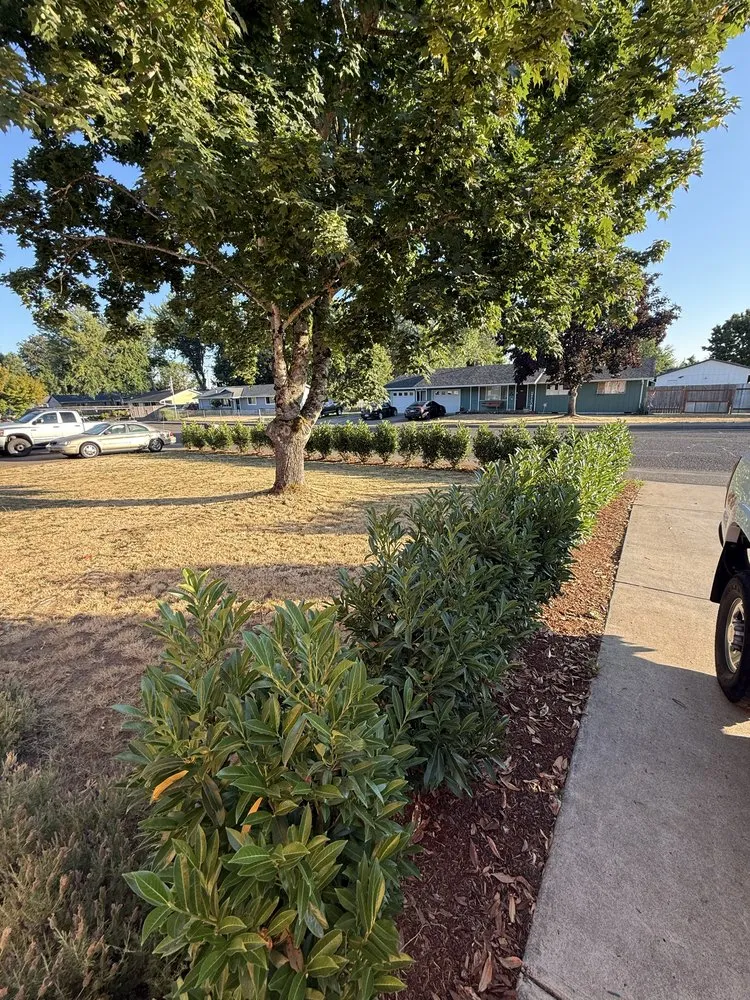 Top-rated lawn mowing service experts serving Aurora, OR - Cony's Landscape Maintenance