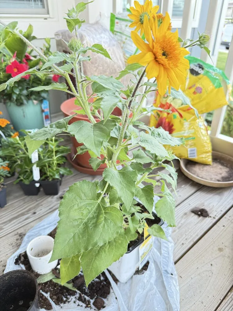 Custom outdoor landscaping for outdoor upgrades in Charlotte, NC by Coo Breeze