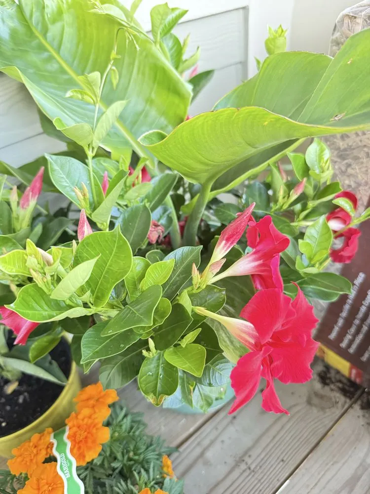 Top-rated landscape design in Charlotte, NC by Coo Breeze