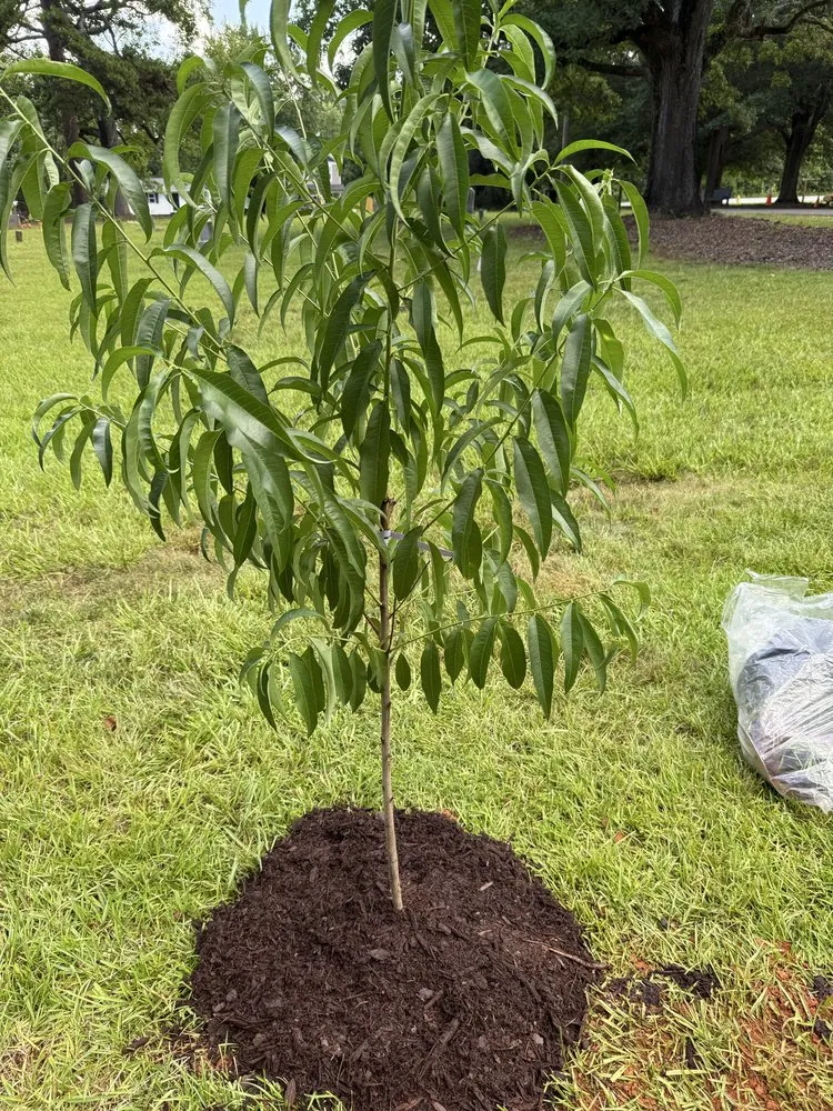 Expert lawn mowing service for homes across Charlotte, NC - Coo Breeze