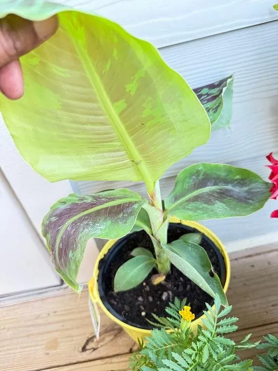 Top-rated yard cleanup service for homes across Charlotte, NC - Coo Breeze