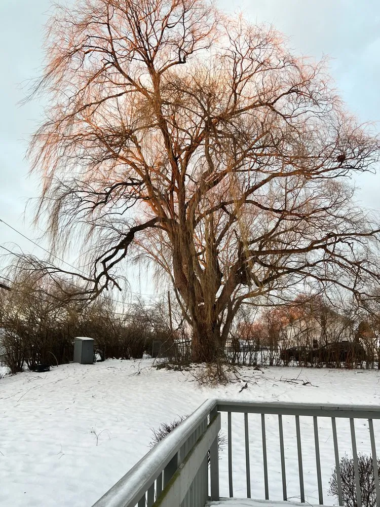 Expert landscape design in Honeoye Falls, NY - Cook Outdoor Contracting