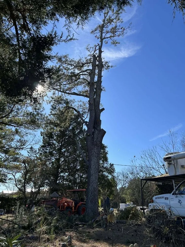 Top-rated landscape installation in Quinby, SC - Cookes Cuts