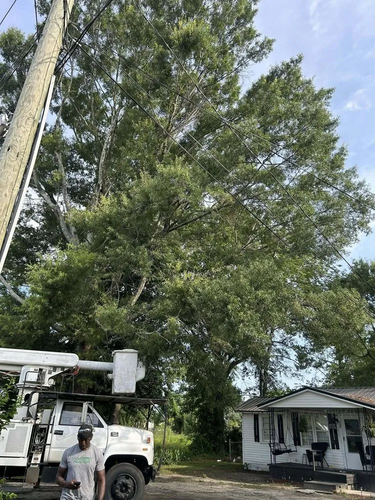 Local yard maintenance in Quinby, SC - Cookes Cuts