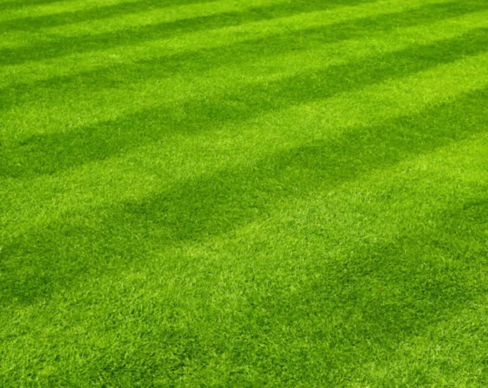 Top-rated lawn care service experts serving Forest Hill, MD - cooks landscaping