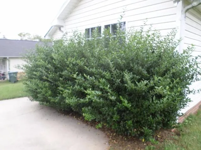 Professional lawn mowing service for outdoor upgrades in Harrisburg, NC by Cook's Lawn & Landscape