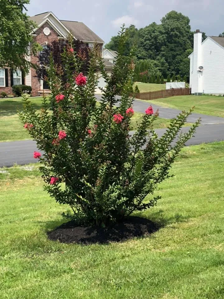 Reliable yard maintenance in Martinsburg, WV - Cook's Lawn Care Plus