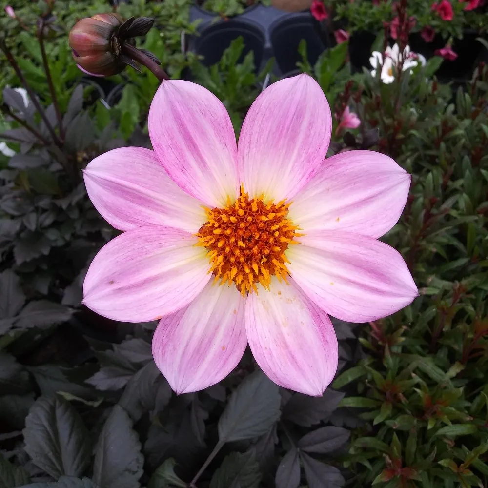 Top-rated outdoor landscaping for year-round maintenance across Nederland, TX - Cook's Nursery Nederland