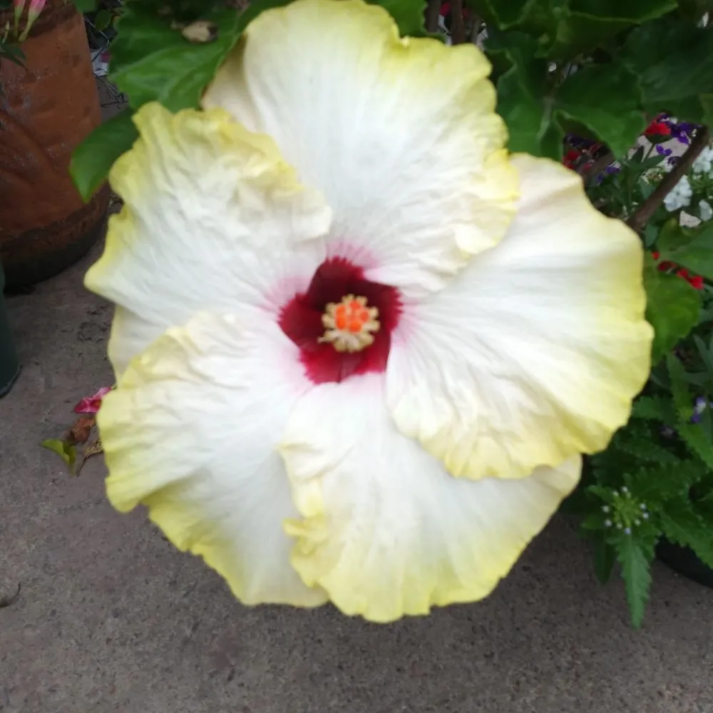 Local yard maintenance experts serving Nederland, TX - Cook's Nursery Nederland