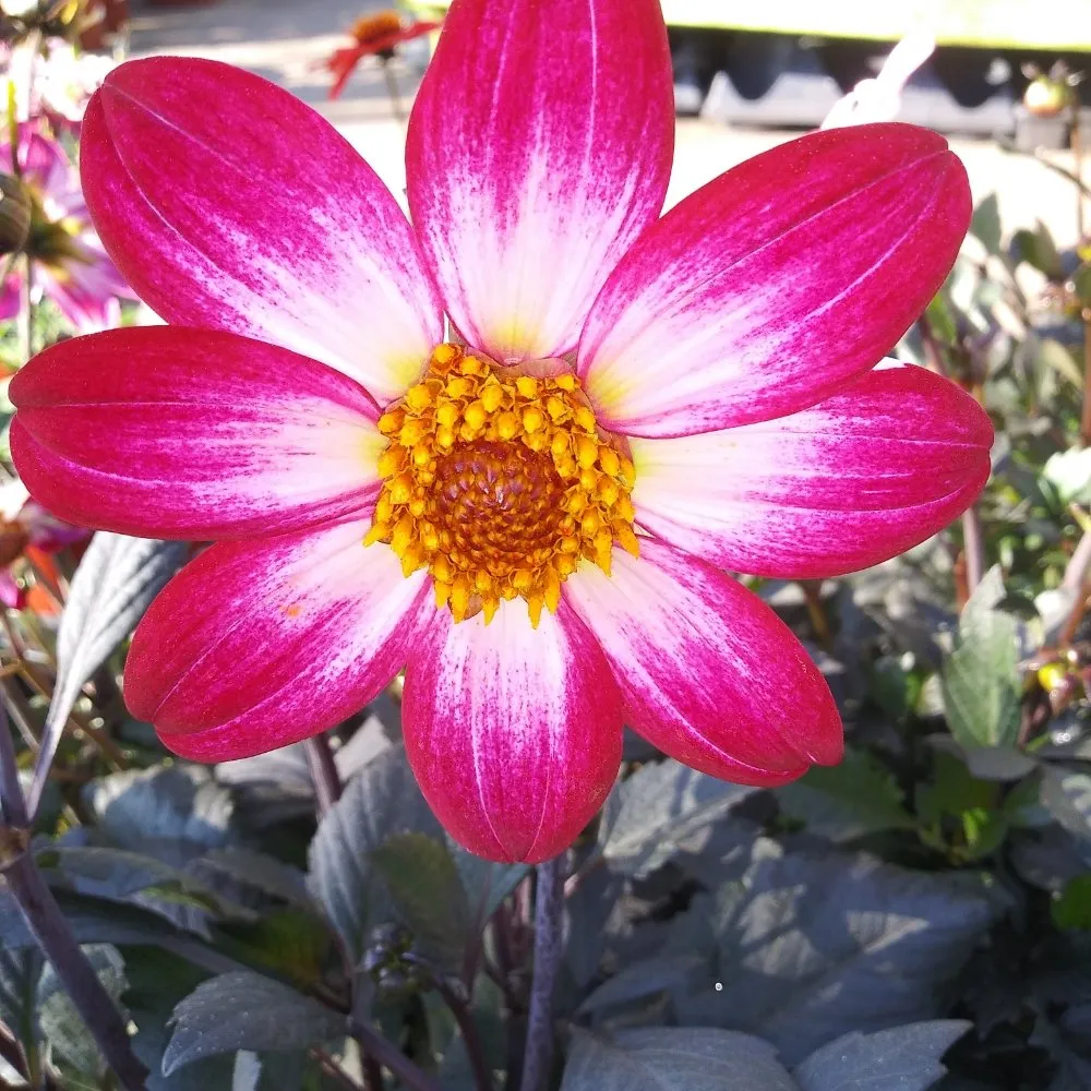 Local yard maintenance for homes across Nederland, TX - Cook's Nursery Nederland