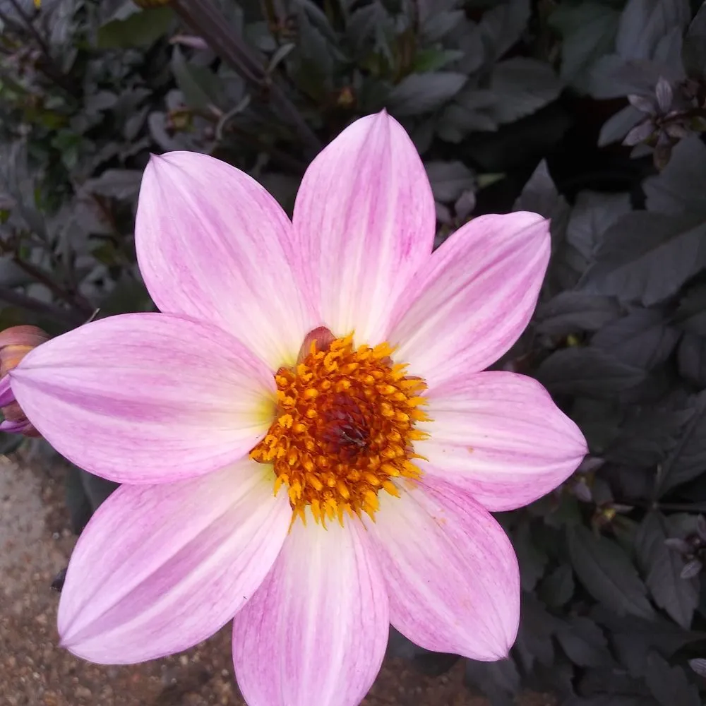 Top-rated garden landscaping for homes in Nederland, TX by Cook's Nursery Nederland