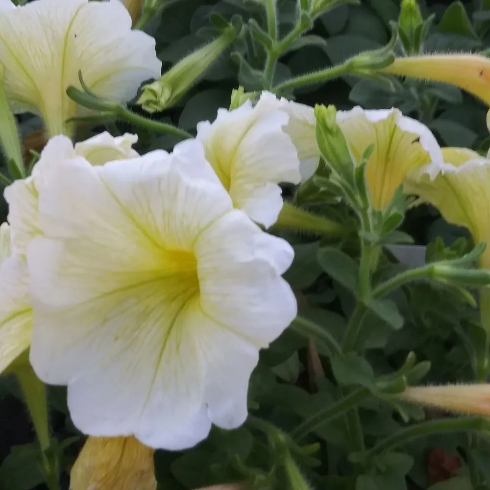 Expert landscape design in Nederland, TX by Cook's Nursery Nederland