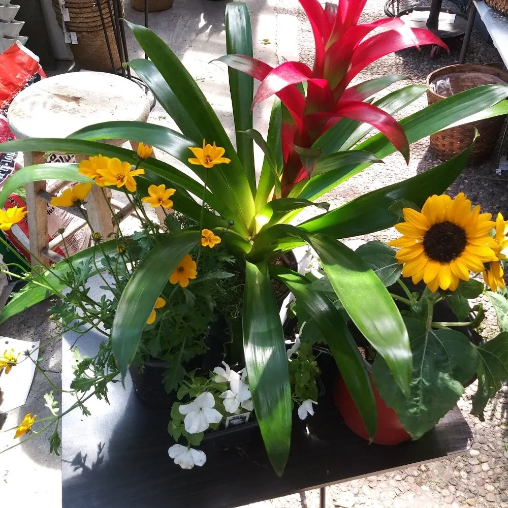 Custom residential landscaping in Nederland, TX by Cook's Nursery Nederland