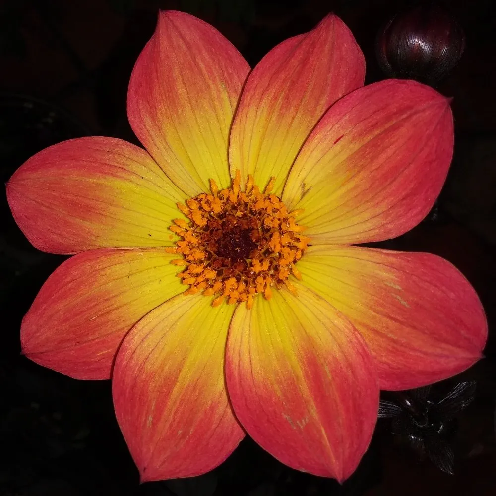 Local landscaping services experts serving Nederland, TX - Cook's Nursery Nederland