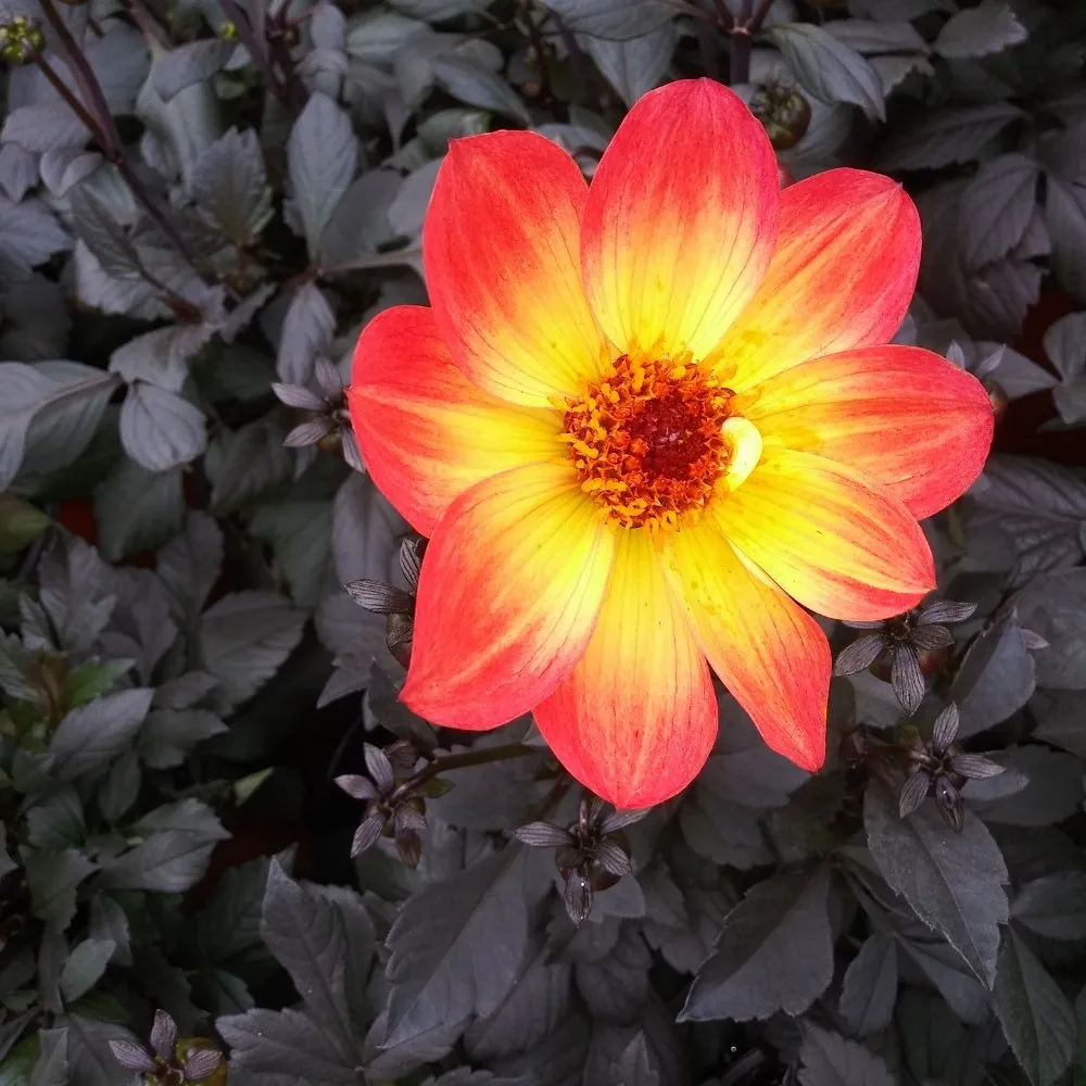 Local residential landscaping near you in Nederland, TX by Cook's Nursery Nederland