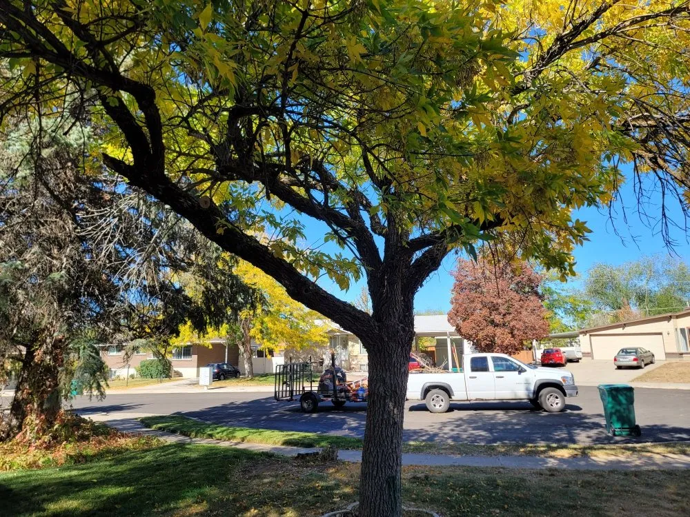 Top-rated yard cleanup service for homes across Salt Lake City, UT - Cool Clippings Lawn Care