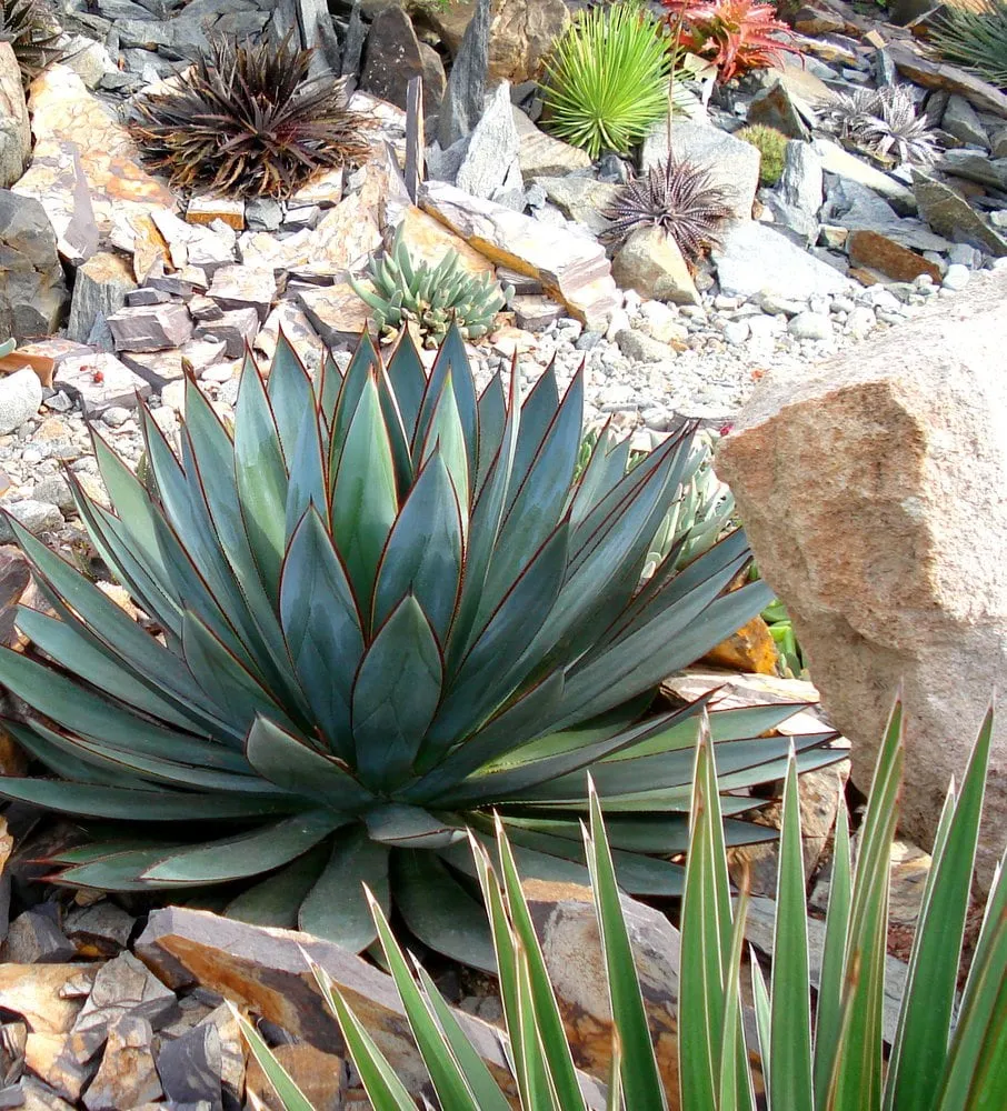 Local outdoor landscaping in Fountain Valley, CA - Cool Designs for Landscapes