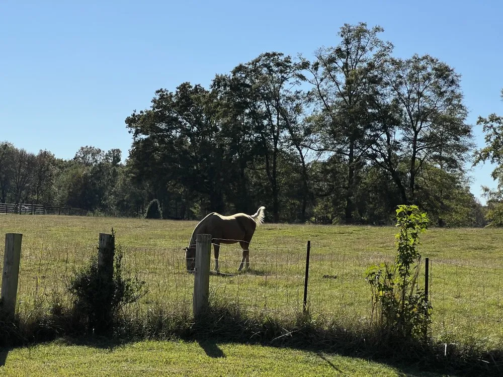 Custom landscape design in Douglasville, GA by Coolscapes