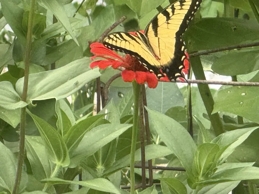 Custom landscaping services for beautiful yards in Douglasville, GA by Coolscapes