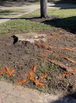 Cooney Stump Grinding
