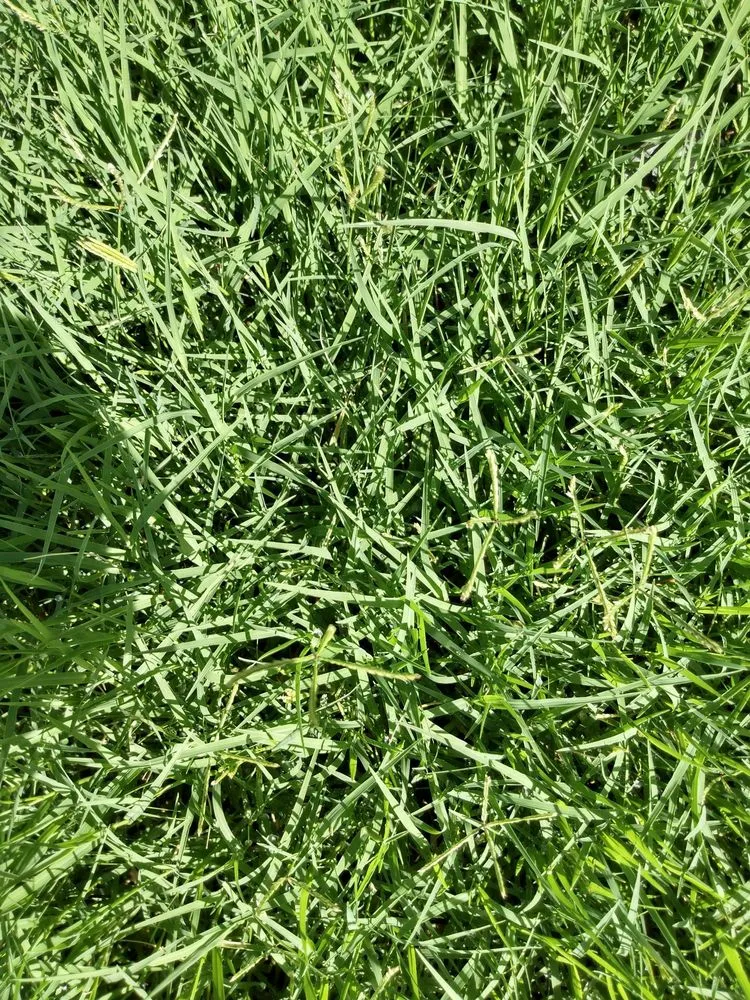 Professional lawn care service in Tucson, AZ - Cooper Landscaping