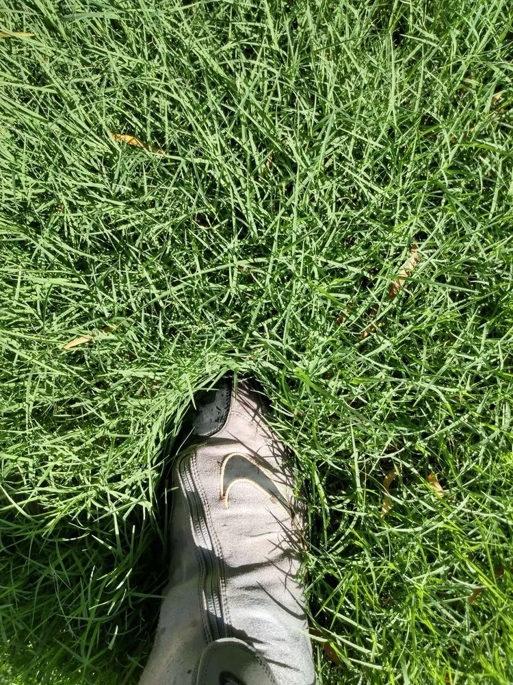 Professional yard maintenance experts serving Tucson, AZ - Cooper Landscaping