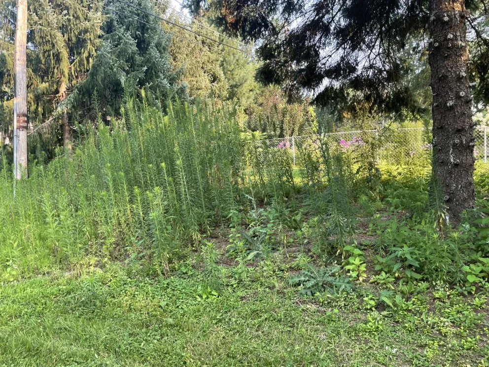 Reliable lawn mowing service in Davenport, IA - Coopers Lawn Care & More